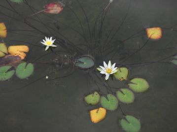 水底に根をはり、水面に葉や花を浮かべる浮葉植物。 日本のスイレン属の植物は本種と北海道に1変種があるのみ。