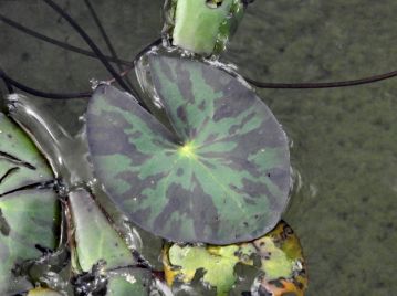 岡山県下では葉は大きくても長さ10cm、幅8cm程度。 生育環境や時期によっては、写真のように葉に模様が出ることも。