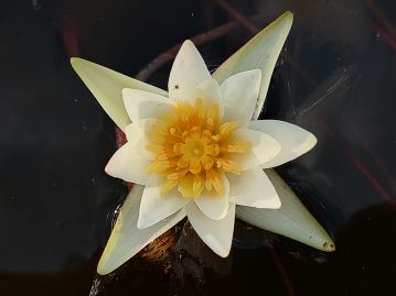 開花1日目（雌性期）の花。 中央の柱頭盤の周囲に半円状の柱頭、その周りに偽柱頭、さらにその周囲に雄しべがある。