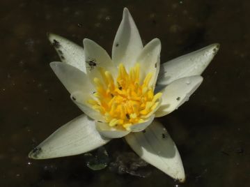 開花2日目、あるいは3日目（雄性期）の花。 雄しべが内側に屈曲している。 偽柱頭も内側に屈曲し、柱頭を覆っている。