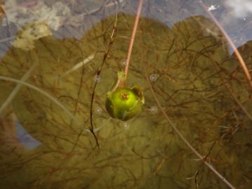 花後、花柄はらせん状に巻いて縮み、花は水に沈む。 果実は緑色で球形、直径1.5～2cmほど。 水中に沈んだ状態で熟す。