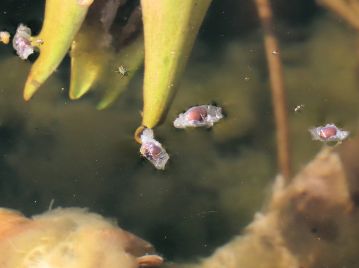 幹は灰色で滑らか。不規則な横じわがある。