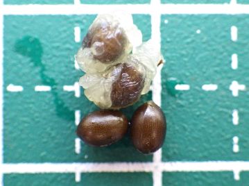 種子は種衣とよばれる仮種皮に包まれている。 長さ6～8mmほどの俵形、光沢があり、表面には格子状の模様がある。 