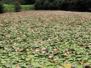 ため池で繁茂する園芸スイレン。 「睡蓮」の名は、日本では外来種である園芸スイレンを指すが、本来はヒツジグサの漢名である。
