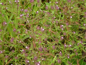 日当たりが良く、乾燥気味の岩場などに生育するが、まれな植物。茎は細いが丈夫で、まばらに枝分かれする。