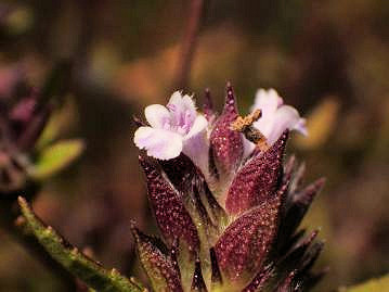 花は長さ5ｍｍほどの筒状で、外面には白毛が密生。花冠は5裂し、下唇が最も大きい。赤く色づいているのが苞。