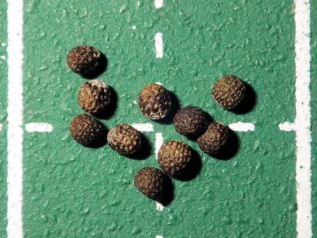 種子は灰褐～黒褐色、直径約1.2mmの球形、表面にはゴルフボールのような凹みがある。