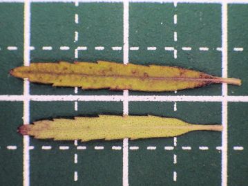 葉は長さ1.3～3cm、幅2～6mmの披針形～広線形。同属のヤマジソと比較して葉が細いのが和名の由来。