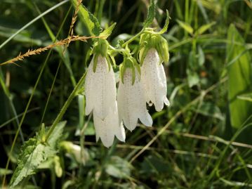 梅雨頃、茎の先に大きな釣鐘型の花を多数咲かせる。白色の花も完全な白花では無く、濃い紫の斑を持つ。