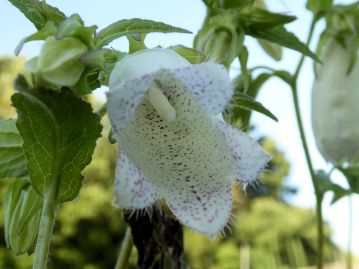 花冠の先は浅く5裂する。花冠の内側にも濃色の紫斑がある