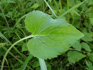 根生葉は大型で卵心形、長い葉柄がある。