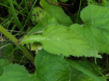 下部の茎葉は三角状卵形で葉柄を持つ。写真のように葉柄部分に翼状の部分が見られることもある。