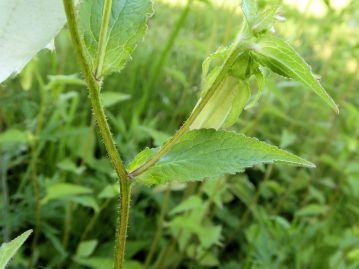 茎上部の茎葉は葉柄がほとんど見られない。茎には粗い開出毛が目立つ。