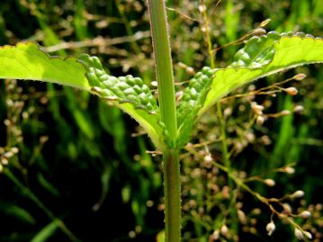 葉は対生し、茎の上部ほど葉柄が短くなり、茎を抱いているように見える。