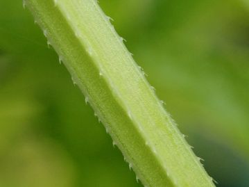 茎は四角形で、稜上には下向きの細かなトゲがある。