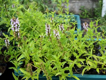 土（泥）中に細長い地下茎を伸ばして生育する。似ているとされるチョロギは土中に芋ができるが、本種には芋はできない。