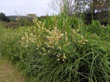 高さ1.5mほどになる半低木。日当たりが良く砂質の土壌を好み、河川敷などに生育することが多い。