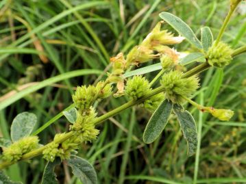 閉鎖花は、開放花の開花がほぼ終わりかけたころ、葉腋などに多数が球状に密集して付く。