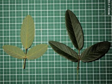 葉は3出複葉、小葉は3～6cmの長楕円形で先は鈍頭。表裏とも毛が生えるが、裏面、特に脈上に密生する。