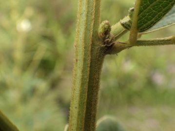 植物体全体に黄褐色の毛が生える。葉裏、茎の稜上、葉柄、小葉柄などには特に毛が密生する。