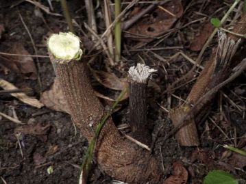 茎を切った後の株。茎の基部は木化し、たびたび刈り取られるような環境でも素早く再生する。