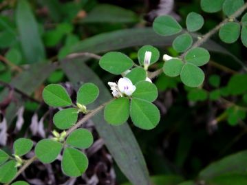 本種と同様、濃紅紫色の斑がある白色花をつけるネコハギ。軟らかく小型の「猫」に対して「犬」とされたか。