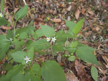 畑地周辺や路傍に生育する1年草。 在来種とされるが、古い時代に日本に渡来した「史前帰化植物」のひとつともされる。