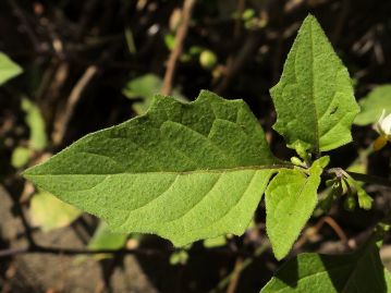 葉は長さ3～10cm、幅2～6cmほどの広卵形。 当園内に生育するものは葉の表裏に短毛が比較的多く、ざらついた感触。