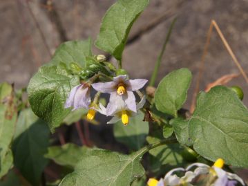 花は直径1cmほどで花冠は5深裂。 通常は白色だが、生育環境などによっては淡紫色をおびる場合もある。