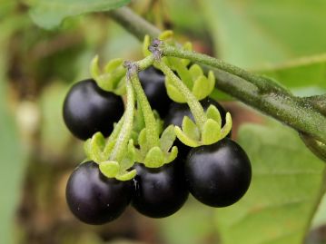 果実は黒色の液果。果実の柄は果軸に分散して着き、果実表面には光沢がほとんどない。 写真はやや光沢がある果実。