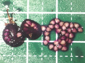 果実内部は濃紫色で多数の種子が入っている。 アメリカイヌホオズキやオオイヌホオズキの果実に含まれる球状顆粒はない。