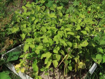 食用として栽培されるナンゴクイヌホオズキ S. scabrum （ガーデンハックルベリー） 。 未熟果実は有毒なので注意が必要。
