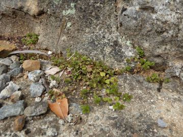 石垣の隙間（最下部）に生育するイヌノフグリ。地際から分岐して地面を這うように生育する。