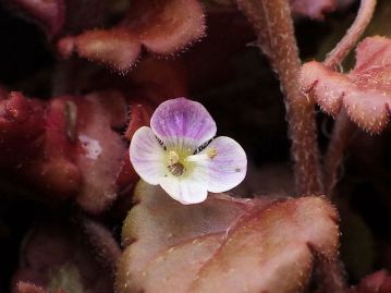 花冠は4裂し、直径2～4mm程度。普通、花色は淡紅色で紅紫色の筋があるが、個体により濃淡がある。