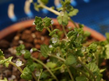 葉には先の鈍い鋸歯がある。花は茎上部の葉腋に1花ずつ付き、ある程度天気が良い日でないと開かない。