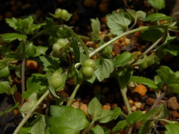 花後には二つのボールをくっつけたような蒴果ができる。この果実の様子を「犬の陰嚢（ふぐり）」に例えた。