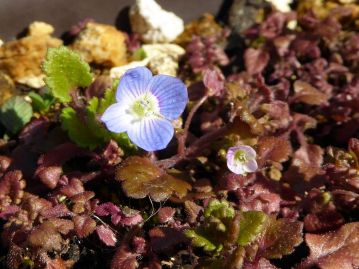 オオイヌノフグリ（左）とイヌノフグリ（右）の花の比較。大きさも花色も全く異なり、見分けは難しくない。