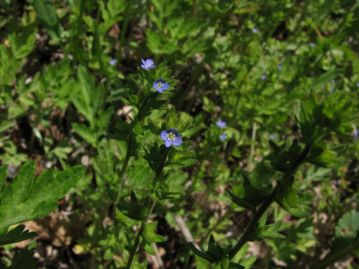 花がオオイヌノフグリに比べると小さいので、本種としばしば間違われるタチイヌノフグリ。花はるり色。