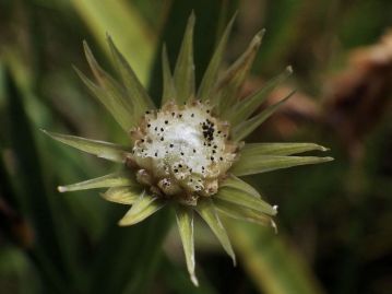 総苞片は頭花よりはるかに長い。当園のものは頭花に棍棒状の白色短毛が多い「シロイヌノヒゲ」タイプ。