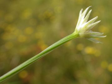 茎はらせん状にねじれている。細い花茎を直立させるため、強度を上げる効果があると思われる。