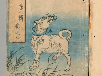 江戸時代の本に描かれた犬。総苞片を「犬の髭」に例えた。（曲亭（滝沢）馬琴 著「南総里見八犬伝」挿絵／画像は国立国会図書館デジタルコレクション http://dl.ndl.go.jp/ より転載）