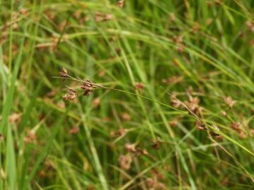 カヤツリグサ科の「イヌノハナヒゲ（犬の鼻髭）」。本種と同じく湿地に生える植物のうえ、近縁種の和名も類似したものが多く、ややこしい？