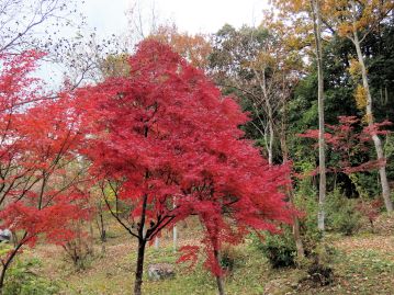 秋には美しく紅葉するため、古くから庭園に植栽され、親しまれてきた。 当園の湿地エリアにも多数が植栽されている。