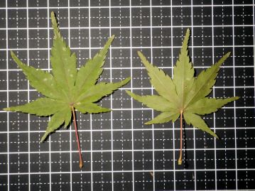 葉表（左）と葉裏（右）。 葉は直径３～8cmほどで掌状に５～7深裂する。 裏面の基部の脈腋に淡褐色の毛がある以外は無毛。