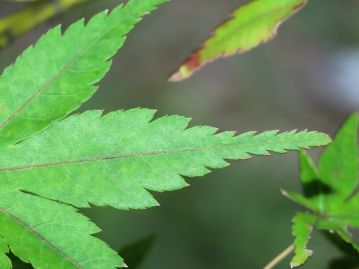 葉の裂片の先は尾状に長く伸びており、縁の鋸歯は重鋸歯となっている。 