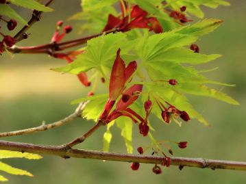 花は4～5月、展葉と同時に複散房状の花序に雄花と両性花をつける。 赤い托葉状のものは芽鱗の一部が伸長した鱗片葉。