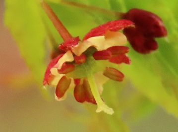 両性花。雄しべは花柱よりも短い。 写真で雄しべの上部にある淡黄色のものが花弁、さらに上部の暗紫色のものが萼片。