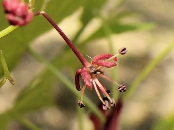 雄花。 雄花の雄しべは長く、花の外部に突き出す。 写真の花はやや時期が遅いため、花弁は無くなっている。 