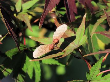 果実は翼があり、熟すと果柄の部分でちぎれて、回転しながら落下する。 下垂するものもあるが、上方に直立するものが多い。