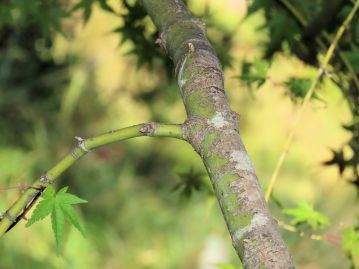 若い枝は緑色をしていて、なめらか。 年数が経つにつれて淡灰褐色に変化し、縦に浅い皮目が入る。